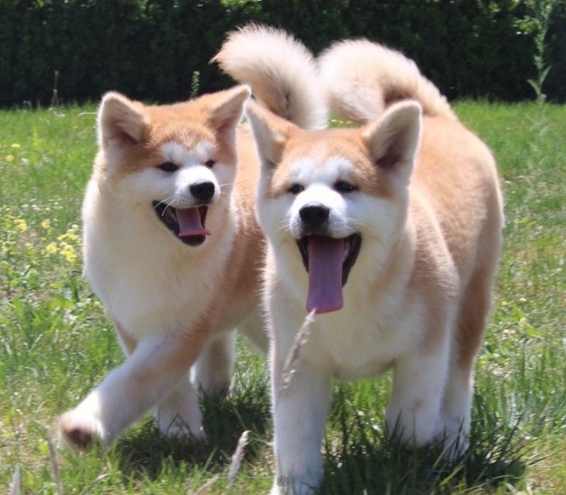 想养秋田犬快来看优缺点分析,想养狗狗幼犬最好养什么狗