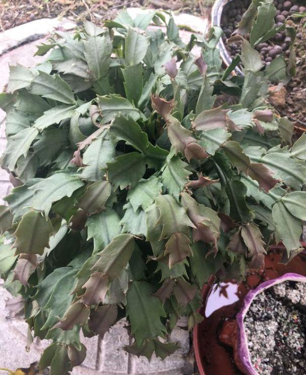 叶子出现9大“信号”,要小心,是提醒要浇水、施肥、补光了