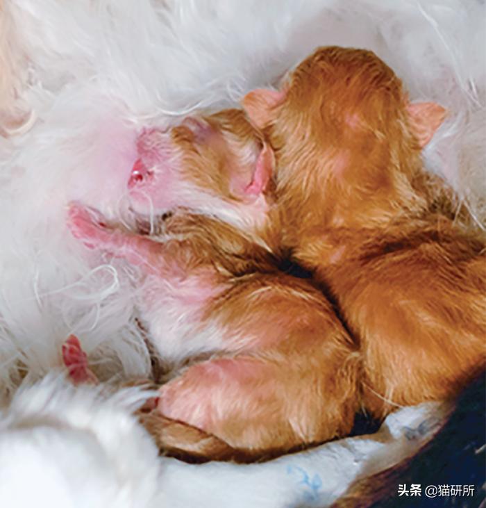 猫咪大部分是什么血型,猫咪的血型有哪几种