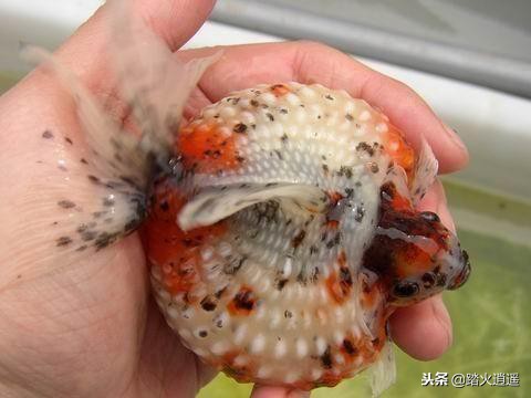 鱼缸水发臭怎么处理需要什么药,鱼缸里的水发臭了是怎么回事