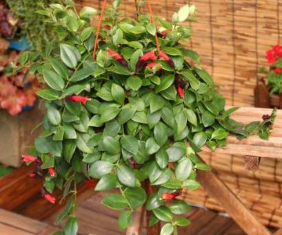 口红吊兰叶子发黄掉落是怎么回事,口红吊兰花苞少怎么办