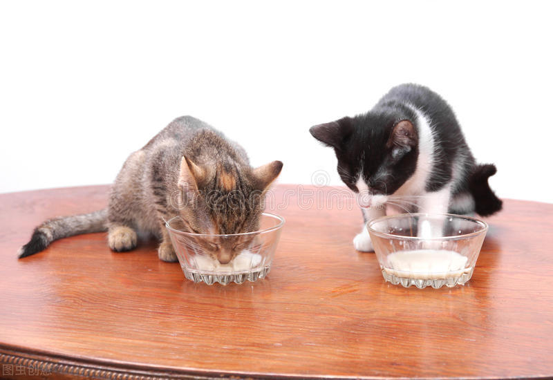 如何能养好一只小幼猫,怎样养好美短虎斑幼猫