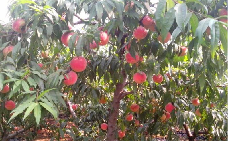 桃树根癌病并不难治,只要你这样来做,保证来年有产量