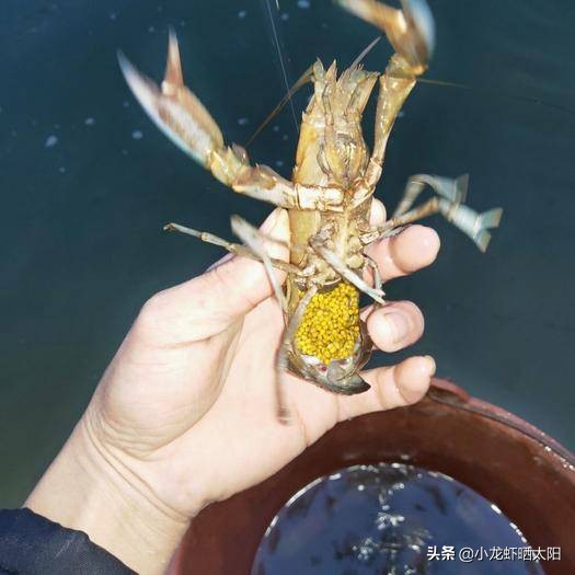 如何加快小龙虾脱壳期产卵,小龙虾爆卵了该怎么养