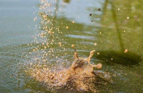 四、五月份正是钓鲮鱼的好时候!钓友们看看我钓的是不是土鲮?