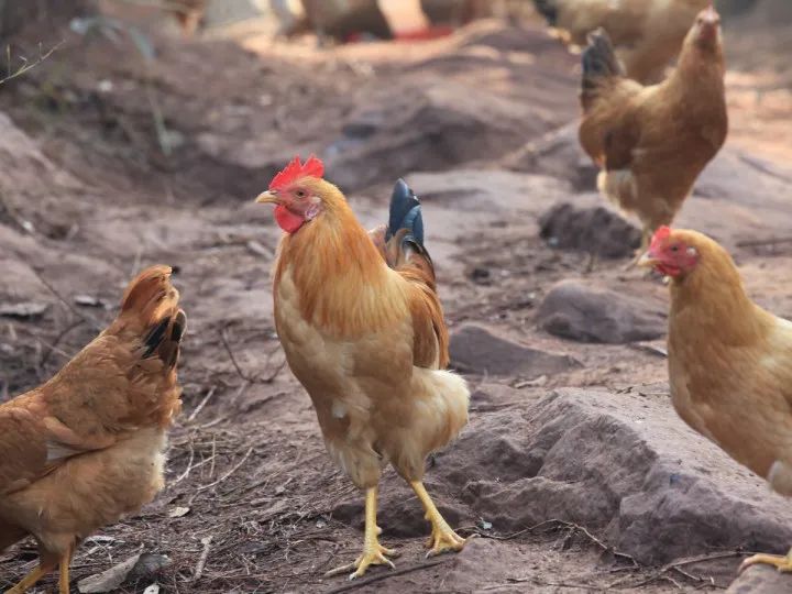 6大“杀不死”的生物，身体坏了可再生，脑袋没了还能跑？