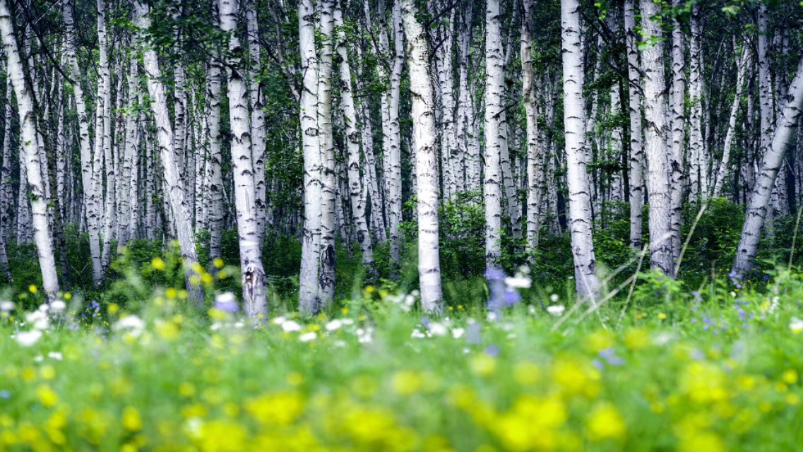 吉林北果:七省庄往事