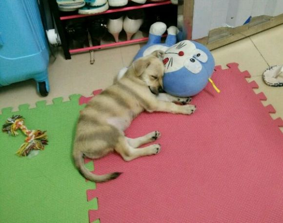 两个月大的土狗咬人,一个月的小土狗开始咬人了