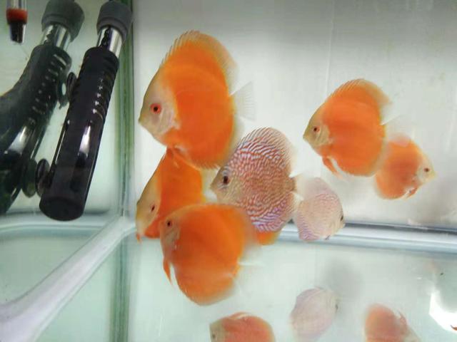 选鱼讲究,新手养鱼应该选择什么鱼