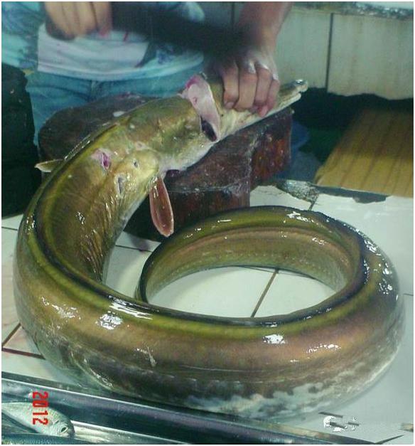 看图识海鲜，这些水产海鲜你都认识吗？