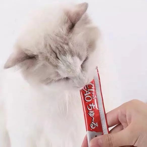 看了猫要吃的零食，你就知道为啥猫咪比娃还难带