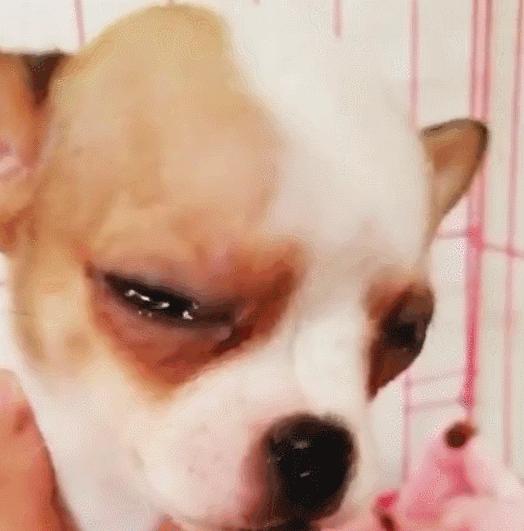 结膜炎流眼泪用眼药水没用怎么办,结膜炎眼睛流眼泪严重用什么药水