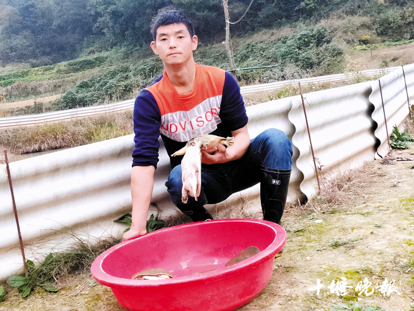 农村小伙养甲鱼视频,湖北小伙甲鱼一年卖出上千万