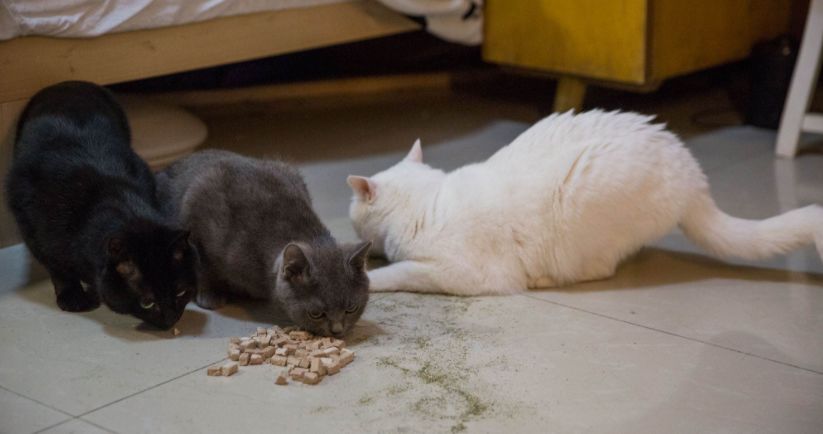 高层养猫必须要装纱窗吗,高层养猫关笼子