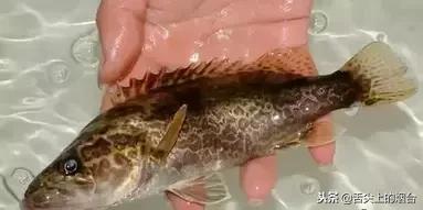 鱼的食用方法和禁忌,鱼忌和什么一起吃