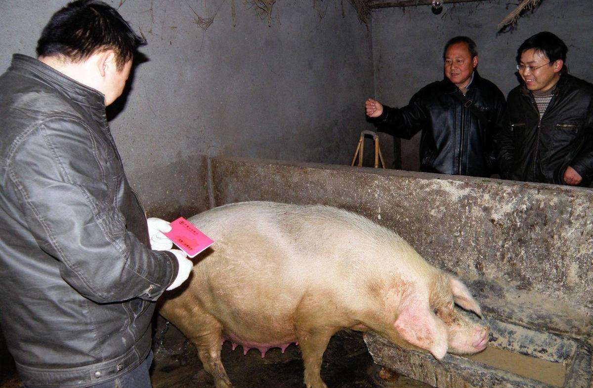 小母猪喂养的方法和知识,怀孕母猪各个阶段正确饲养方法