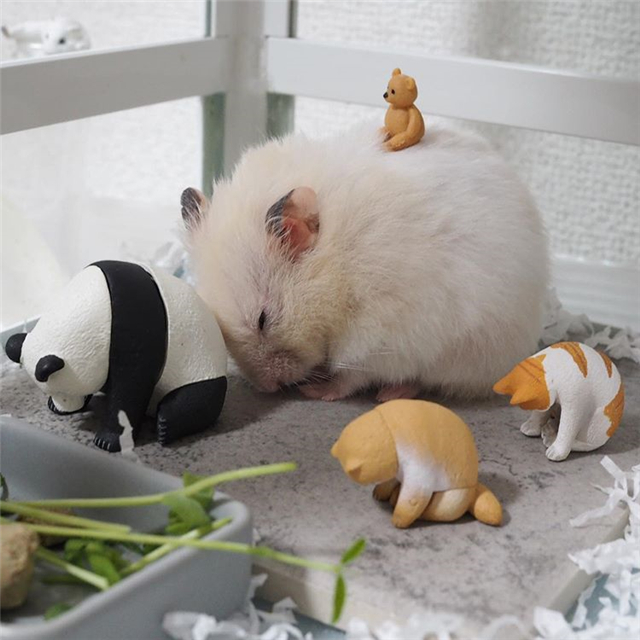 仓鼠会睡眠不足吗,仓鼠不停打哈