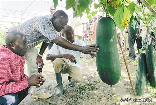中国人在非洲经营利润丰厚的四大行业:饭店、旅店、超市、农场