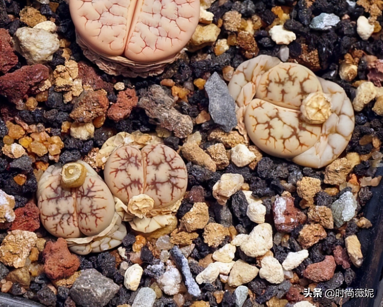 生石花扒皮好还是蜕皮好,生石花蜕皮的正确方法