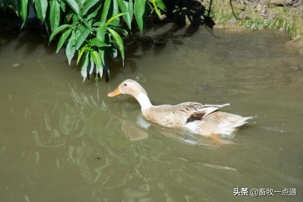 孵化过程停电,孵化中停电了怎么办