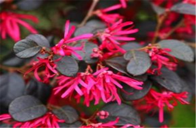 红檵木有多少种品种,红檵木优点缺点