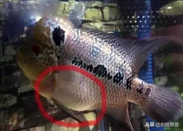 预防鱼类肠炎的最好办法,鱼类肠炎是什么原因