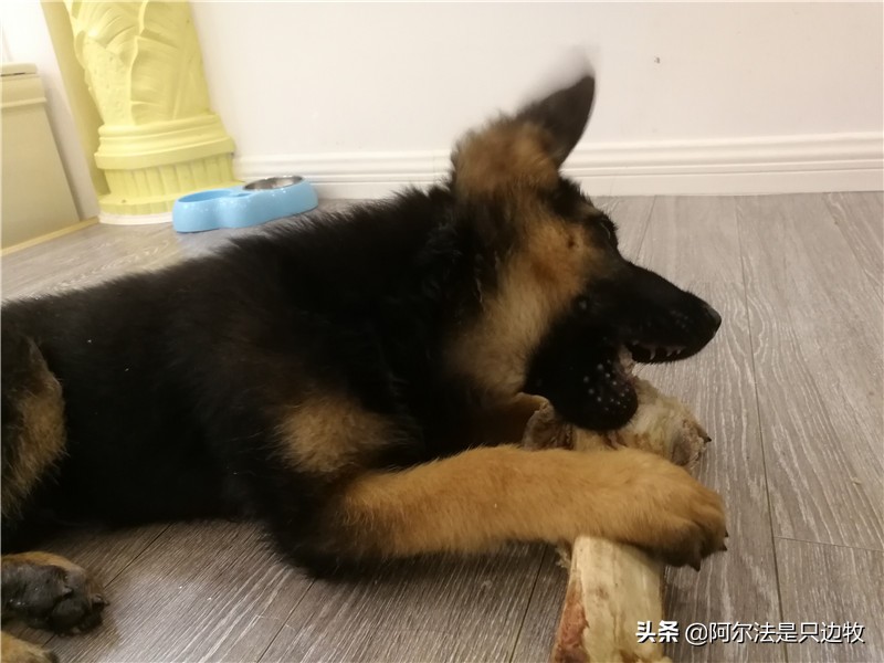 如何给狗狗挑喜欢的玩具,幼犬狗狗该玩什么玩具