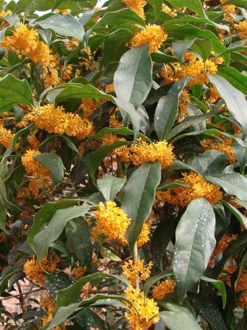 桂花叶子发黄掉落，注意3点小细节，恢复生机花香十里