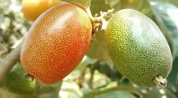 云南不一样的野味