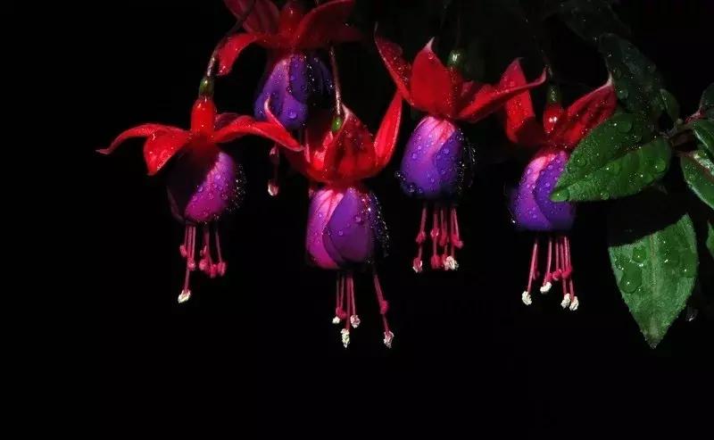 惊艳倒挂金钟,惊艳倒挂金钟图片