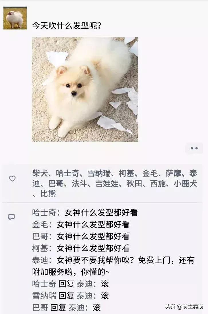 狗拟人化的性格,各种狗狗拟人化