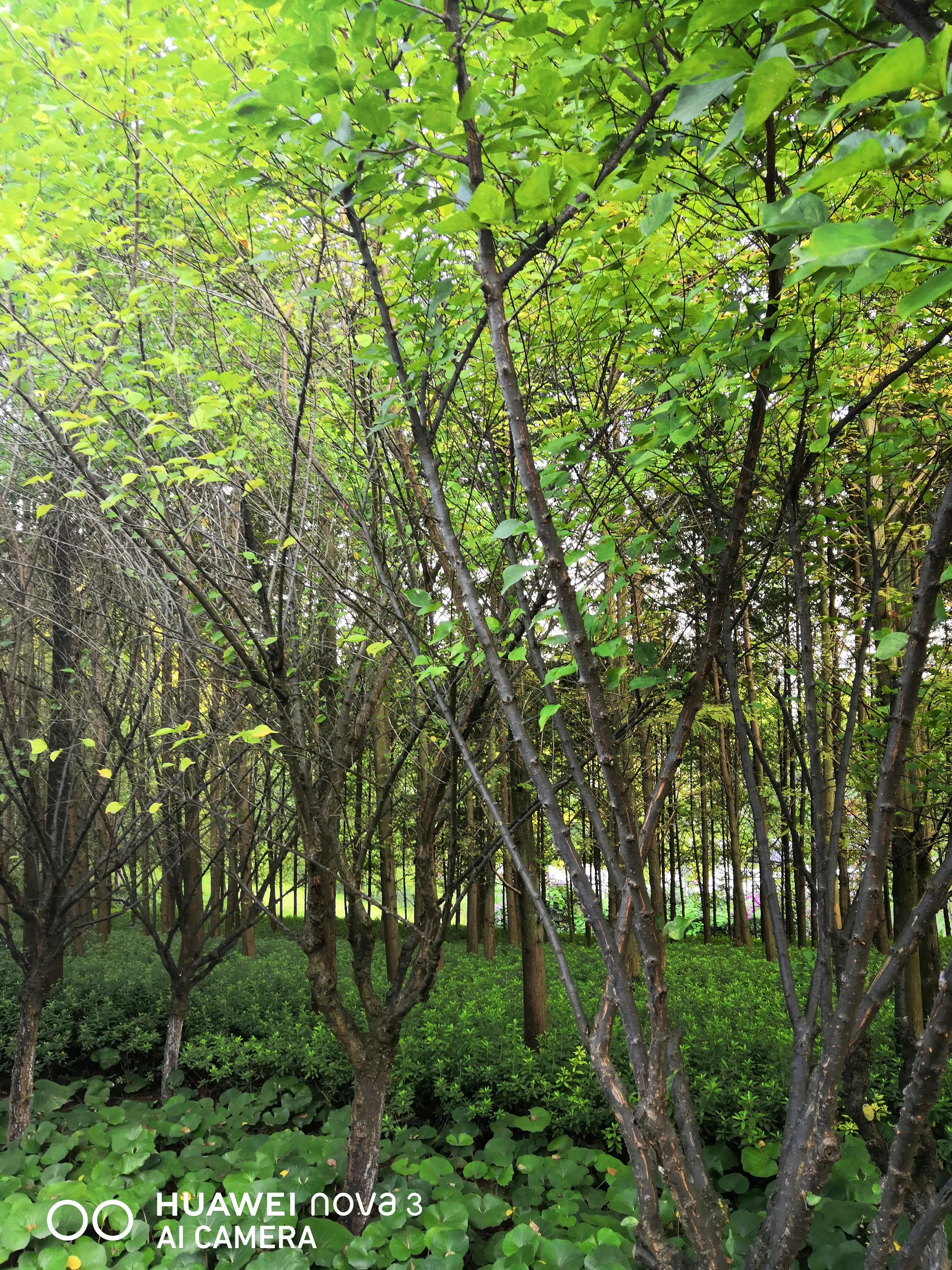 这几天又热起来了、这里是宜居的悦来