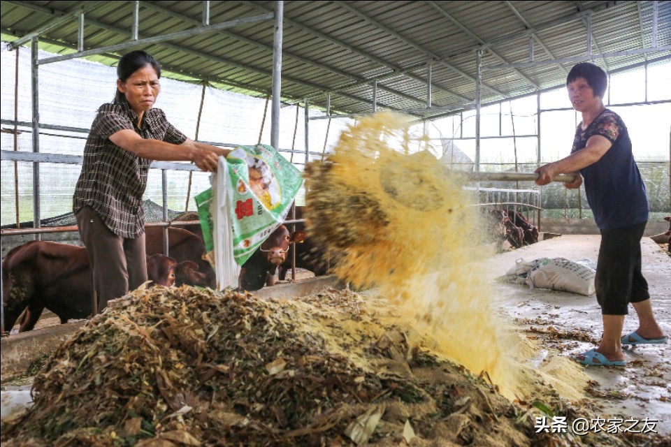 广西大化养牛场基地,广西河池大化养牛养殖场