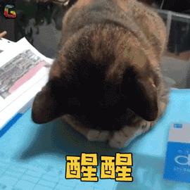 新手养猫铲屎官攻略,猫咪铲屎官新手教程