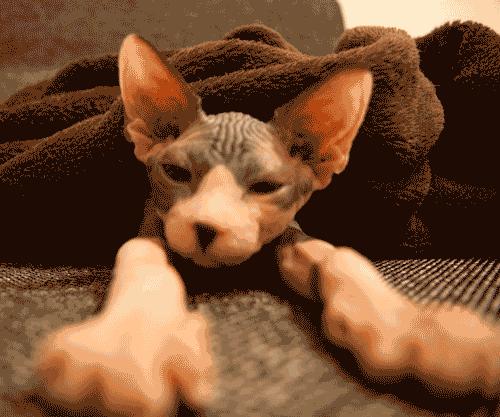 猫咪掉毛很烦恼给猫梳毛,哪些品种的猫咪不易掉毛又好看