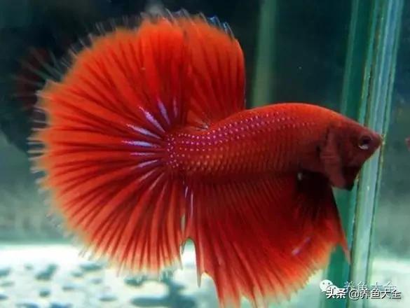 养的鱼突然不吃食,红箭鱼突然不吃食是什么原因
