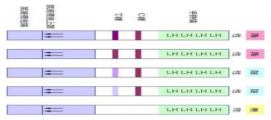 排卵期是什么时间怎么算,怎样计算排卵期一般排卵期是几天