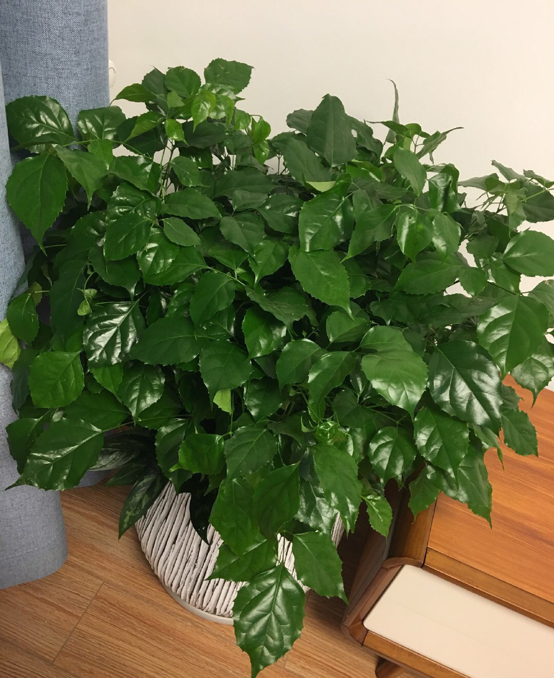 盆栽泥土有虫子怎么办？4个“方法”彻底消灭，花疯长，健康茂盛