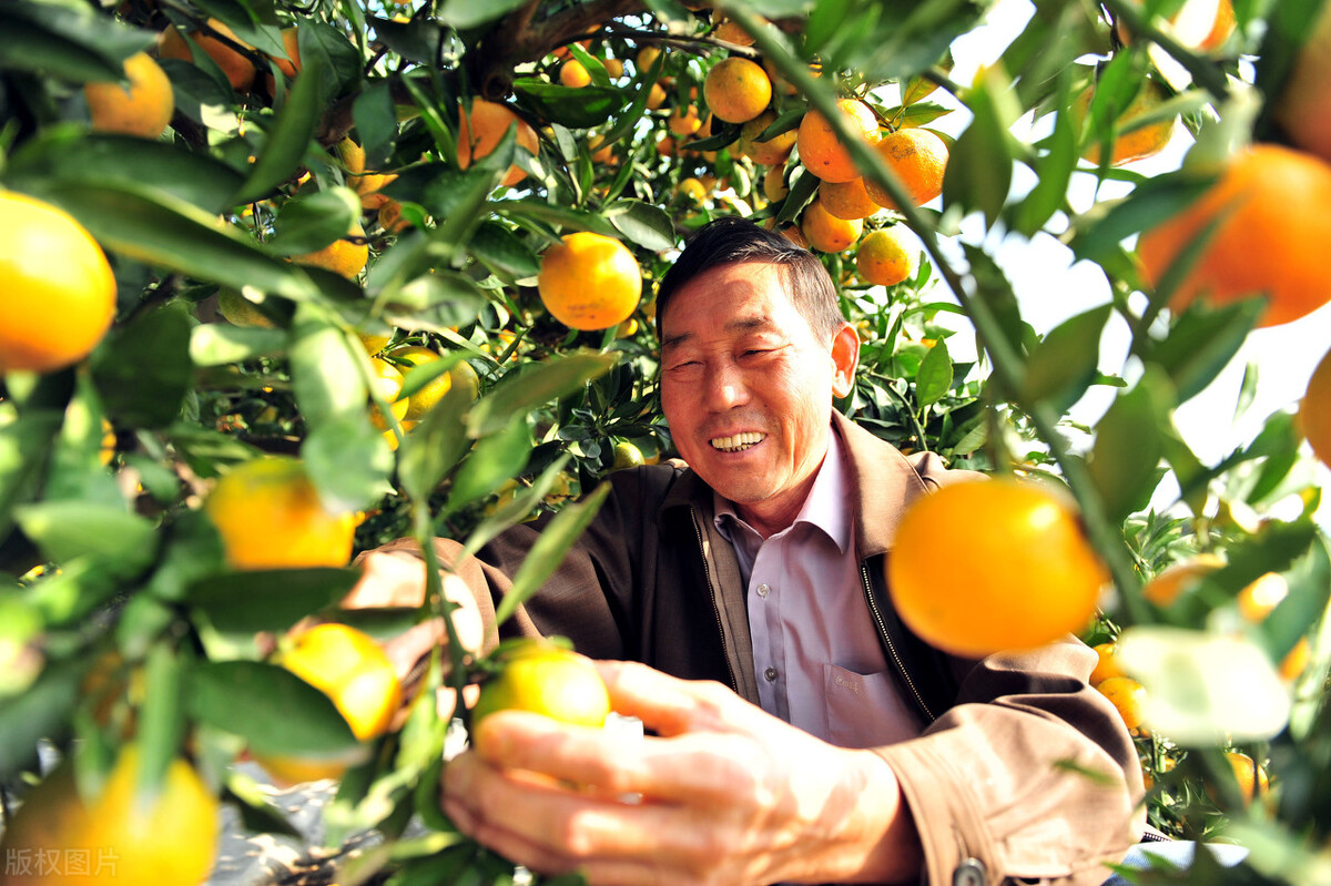 陈皮柑降价,柑子行情