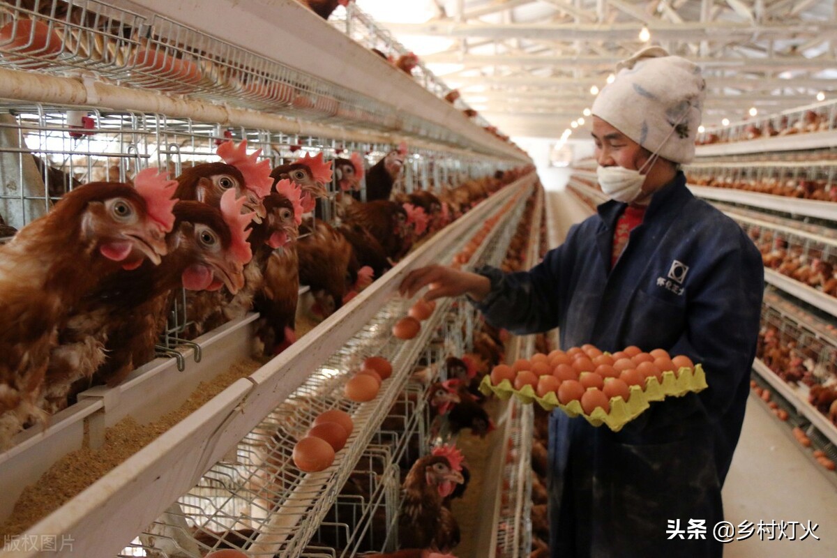 农村五万元创业养殖什么好,零元起步的农村创业养殖方法