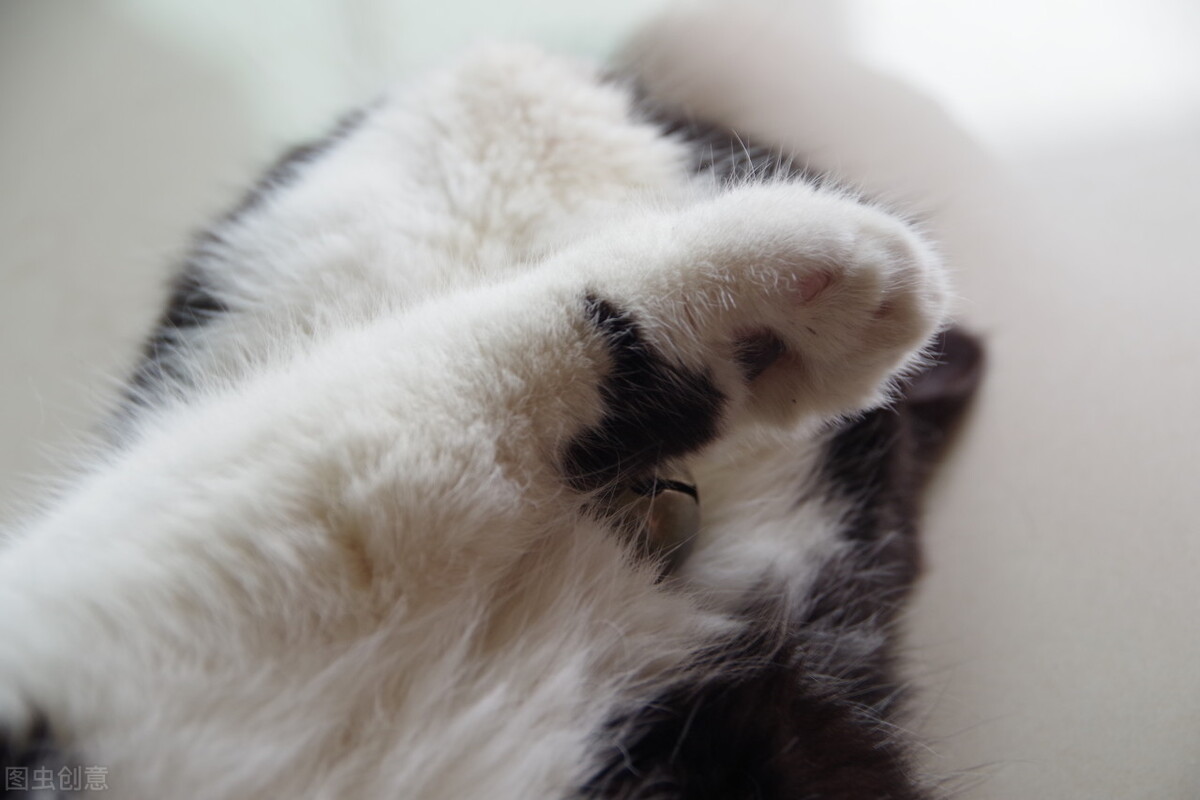 猫咪掉毛特别厉害该怎么办,猫咪掉毛严重怎么办