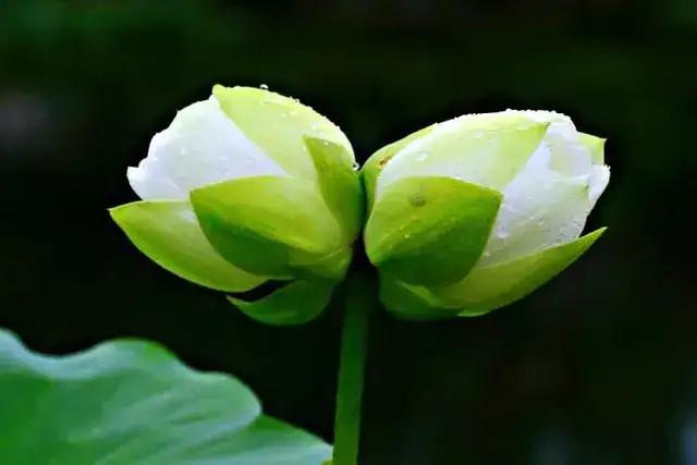 并蒂莲七绝二首,并蒂莲七绝诗