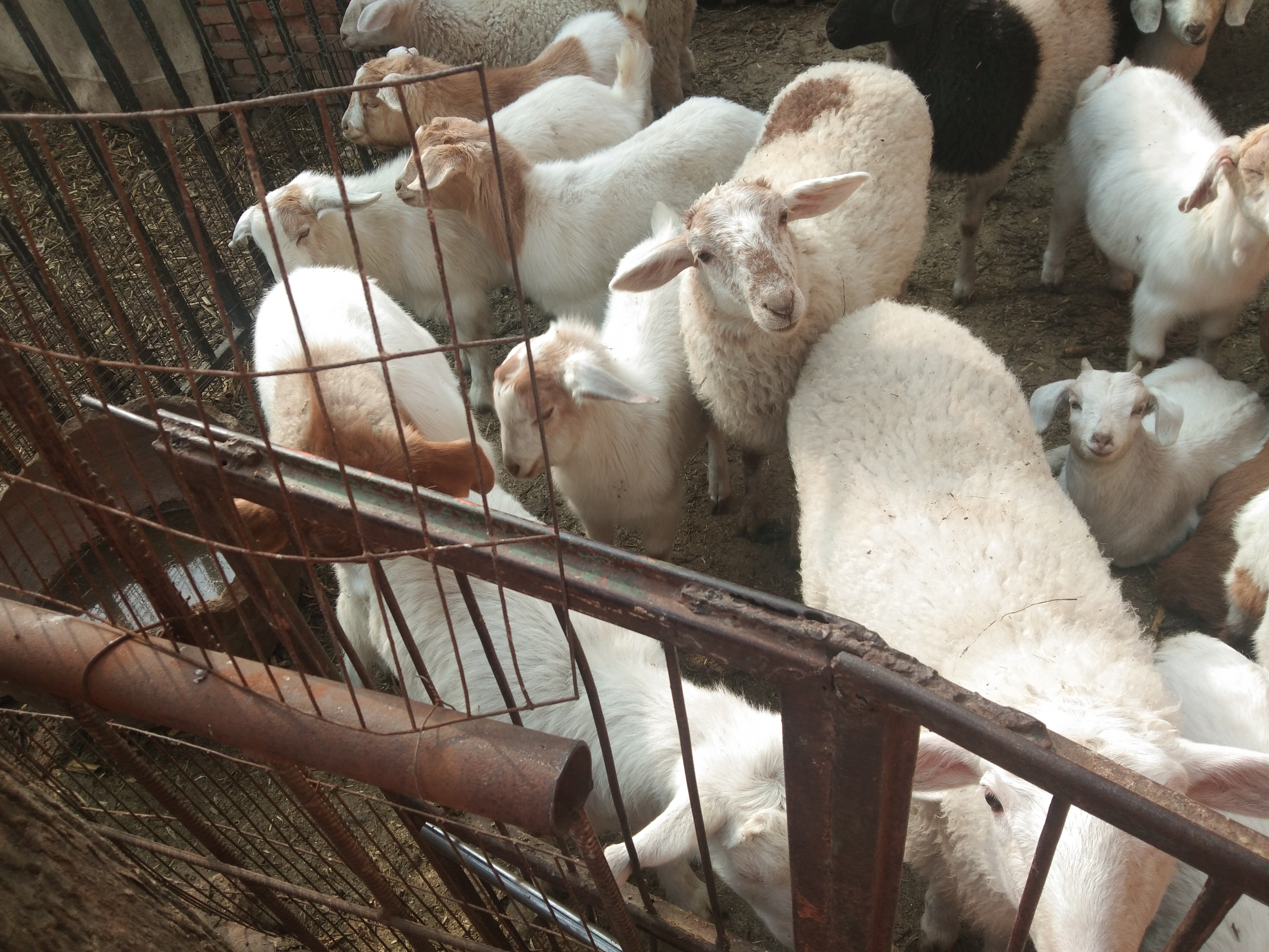 该面对的终究躲不过,小反刍用什么药治疗最有效