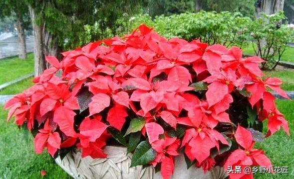 一品红为什么掉叶,一品红出现落叶会不会死呢