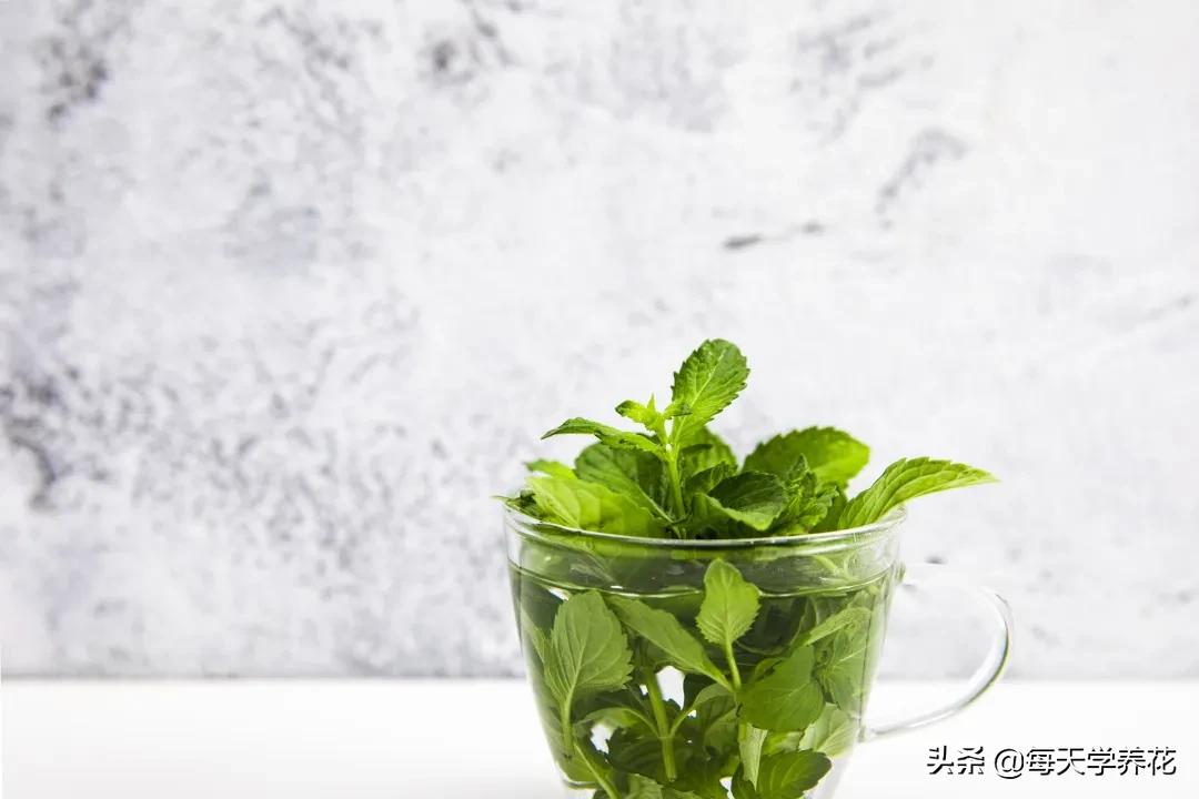 刚发芽的薄荷苗可以水培吗,薄荷能不能水培