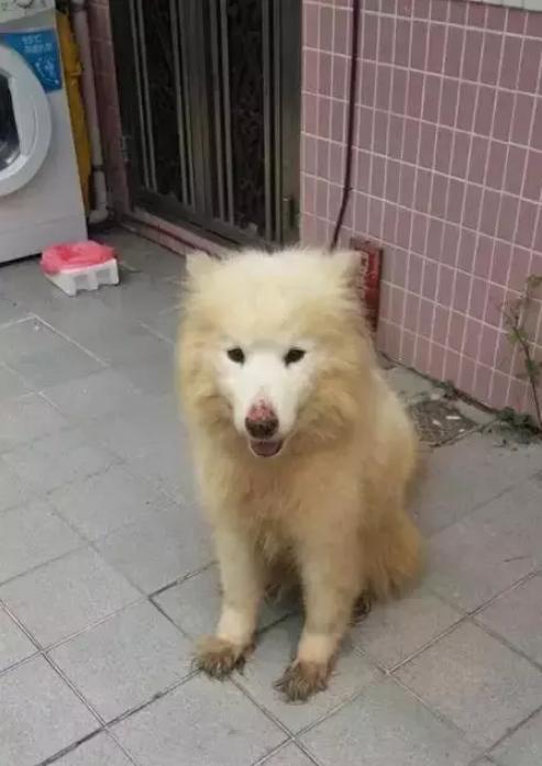 萨摩耶狗狗找领养,领养狗狗萨摩耶免费