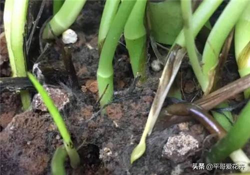 发财树绿萝如何救活,发财树绿萝怎么养才能更旺盛