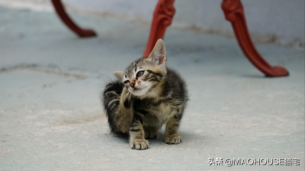 幼猫身上有跳蚤能把毛都剃了吗,幼猫有跳蚤放房间会怎样