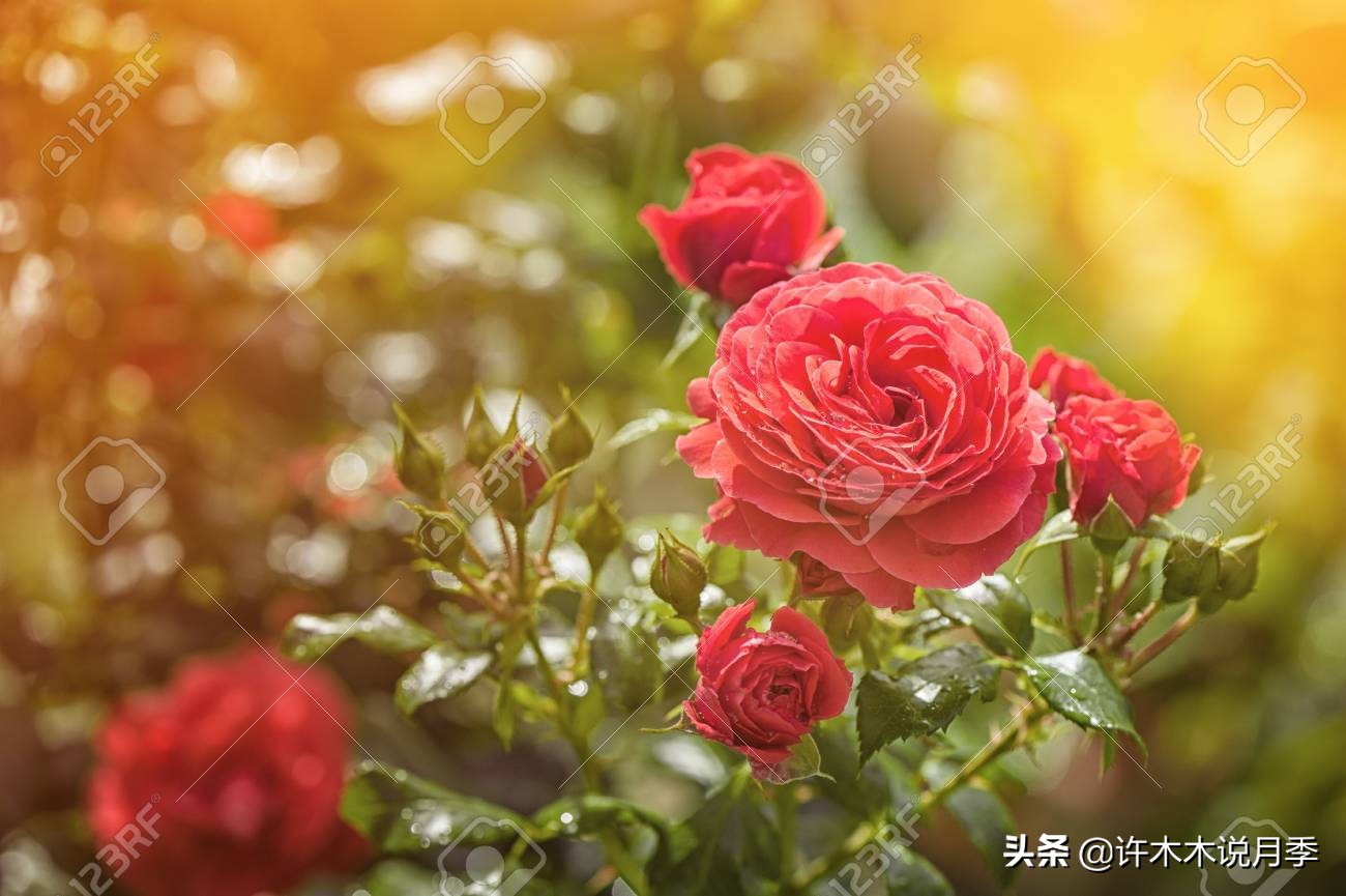 月季春季浇水注意事项图片,养月季注意1点没有黄叶枝繁叶茂