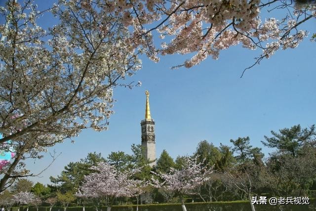 浪漫樱花校园,浪漫樱花视频